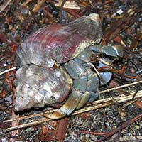 The terrestrial Hermit Crab, Coenobita sp.
from Bako, Sarawak, Malaysia