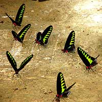 A group of male Rajah Brooke’s birdwing butterflies, Trogonoptera brookiana brookiana from Mulu, Sarawak, Malaysia