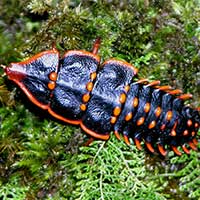 Female Trilobite beetle, Duliticola sp. in Kinabalu Park, Sabah, Malaysia