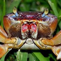 A close-up photo of a young female Blue Land Crab, Cardisoma guanhumi in defensive posture.