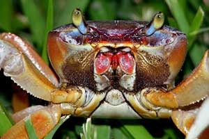 American Blue Land Crab