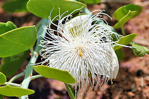 A native Capparis species orginially collected near St.Katherine's
Monastery in the Sinai now growing in the Peace Garden at Sharm El Sheikh,
Sinai, Egypt.