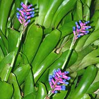 Aechmea gamosepala, a small epiphytic bromeliad from Brazil.