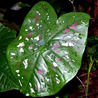 Different color forms of Caladium bicolor found on Volcan Mombacho, Nicaragua.