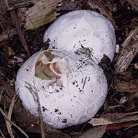 Lattice Stinkhorn Clathrus crispus eggs. The eggs that will soon put forth a Lattice Stinkhorn.