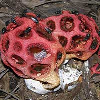 Lattice Stinkhorn Clathrus crispus. A Lattice Stinkhorn, Clathrus crispus in all of its glory, covered with slime and flies.