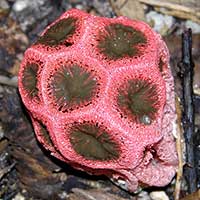 Lattice Stinkhorn Clathrus crispus with slime. A closeup of the slime that is so attractive to flies.