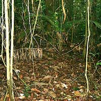 Natural nutrient recycling on the forest floor in Taman Negara, Malaysia