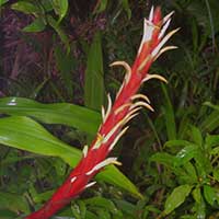 An inflorescence of Pitcairnia imbricata growing epiphytically near the crater of Volcan Mombacho, Nicaragua.