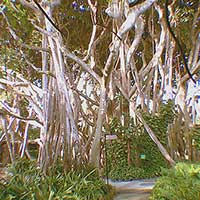 Mature aerial roots on a Ficus altissima that were artificially induced 40 years ago.