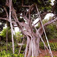 The aerial roots on this Ficus benghalensis at Parrot Jungle Island were all induced in 2000. Now six years old they are becoming supporting columns for this massive tree.
