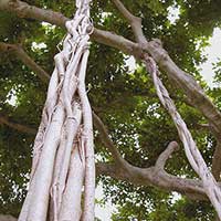 Close-up of a 30 foot tall, six year old section of aerial roots that are beginning to coalesce to form a solid trunk.
