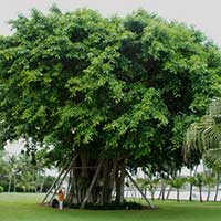 This ficus is recovering well in 2011 after being blown down in Hurricane Wilma in 2005. Many new aerial roots have reached the ground and are starting to grow into trunks.