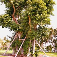 This Ficus altissima was blown down in Hurricane Wilma. It is now supported by steel columns until induced aerial roots take their place. This beautiful specimen tree greatly enhances the value of the property. The cost of the support structure is minimal when the tree's overall value to the property is taken into account.