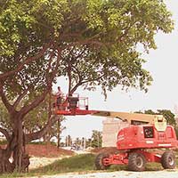 Starting aerial roots on the Banyan Tree, Ficus benghalensis, at Parrot Jungle Island in 2002.