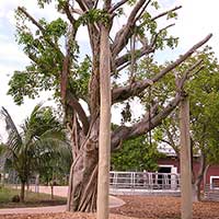 Poles installed on Ficus benjamina raised after being blown down in Hurricane Katrina.