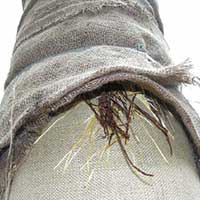 Ficus benjamina aerial roots on a pole. The roots grow much better when wrapped in burlap.