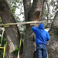 Large trees can be successfully bolted back together and thrive for many years.