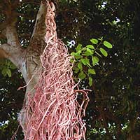 Banyan Tree aerial roots two years later growing vigorously.