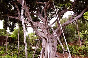 Ficus Species & Hurricane Horticulture