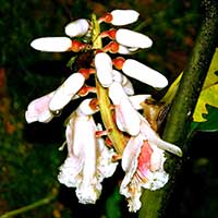 Alpinia havilandii