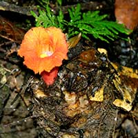 Costus globosus