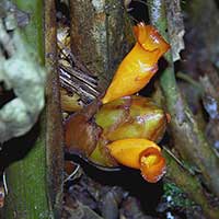 An Amomum species from Gunung Mulu National Park, Sarawak, Malayasia