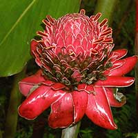 Etlingera elatior in Teman Negara, Peninsular Malaysia.