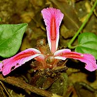 Etlingera velutina from Gunung Mulu National Park, Sarawak, Malaysia.