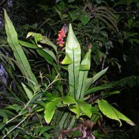 Hedychium cylindricum shown here growing as an epiphyte with the Bird's Nest Fern, Asplenium sp.