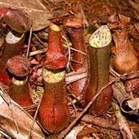 Nepenthes gracilis in the kerangas forest at Bako National Park, Sarawak, Malaysia.