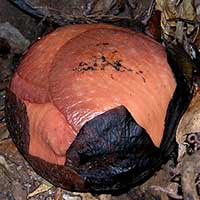 A soon to open bud of Rafflesia tuan-mudae in Gunung Gading, Sarawak, Malaysia. This is believed to be an endothermic flower, where heat is generated inside the flower to volatize chemicals to attract pollinators.