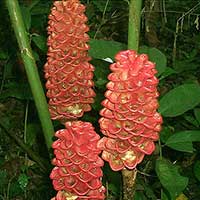 The inflorescence of Zingiber spectabile changes from yellow to red when fruit have set and are viable.