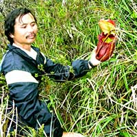 Forest Ranger, Ansou Gunsalem shows off a N. rajah pitcher in the Mesilau Reserve