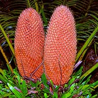 Two male cones of Cycas rumphii. This cycad was photographed close to the shoreline in Bako, Sarawak, Malaysia.