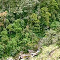 This photo was taken from the steep N. rajah habitat around 2500 meters looking towards the lower forested zone