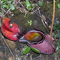 A view of the pitcher showing the liquid into which animals fall and drown