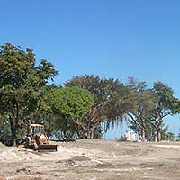 newly planted canopy trees