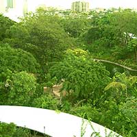 View of the Jungle taken from the third floor of the main building