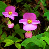 This Begonia uniflora was photographed in El Parque Chipinque in Monterrey, Mexico.