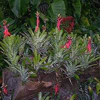 Display of Aechmea chantinii