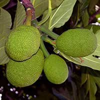 Cultivated Breadfruit, Artocarpus altilis in Tumon, Guam