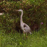 Great Blue Heron, Ardea herodias