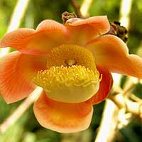 An orange flowered Cannonball Tree, Couroupita guianensis