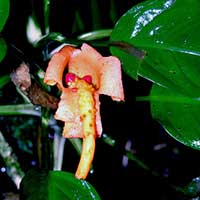 The bright inflorecence and fruit of Dieffenbachia aurantiaca a cloud forest species