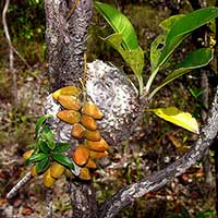 The ant plants Dischidia rafflesiana
and Myrmecodia tuberosa