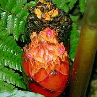Etlingera muluensis in sito from Borneo