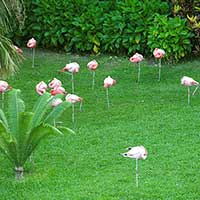 The Environmental lawn of Flamingo Lake at Parrot Jungle Island.