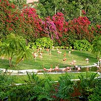 Flamingo Lake with fully grown Bougainvillea arbor