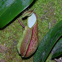 The diminutive Nepenthes tentaculata